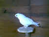 ancient white crested.jpg (34835 bytes)